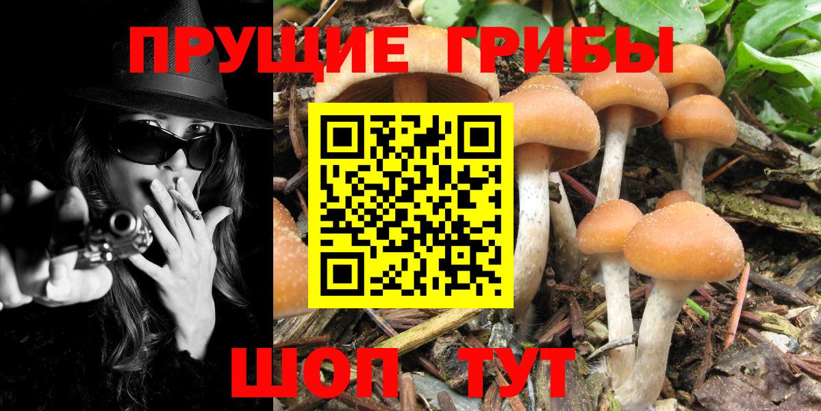 Ливны  Псилоцибиновые грибы Psilocybine cubensis  Вход с VPN 